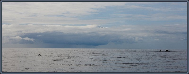 WV8X4835.jpg - Coming storm and dolphins, Kaikoura, South Island, New Zealand