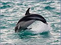 Dolphins