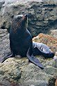 Seals