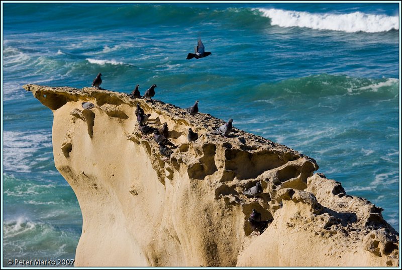 WV8X0202.jpg - Tunnel Beach, Otago Peninsula, New Zealand