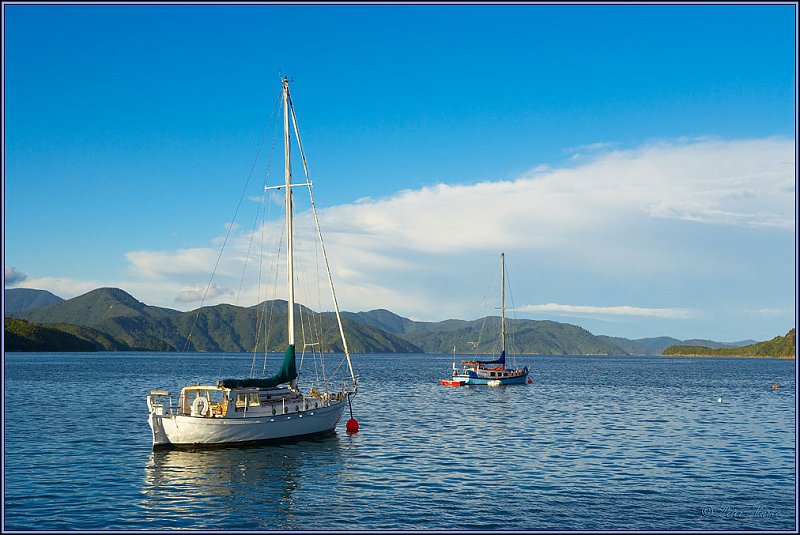WV8X4048.jpg - Picton, Marlborough Sound, South Island, New Zealand