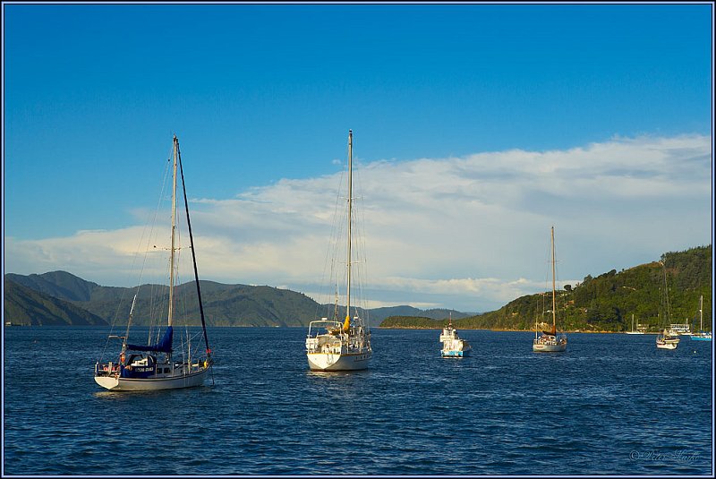 WV8X4063.jpg - Picton, Marlborough Sound, South Island, New Zealand